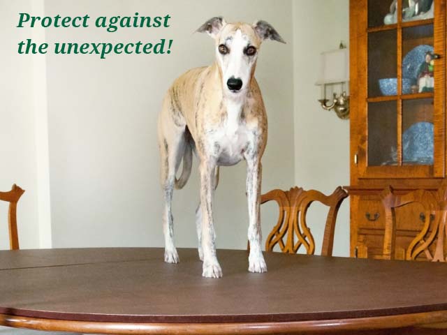 Photo: dog on dining room table pad